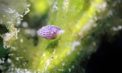 Triphora laddi
