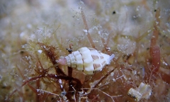 Vexillum interruptum