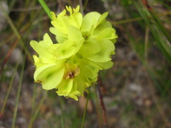 Glischrocaryon aureum