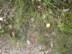 Glischrocaryon aureum