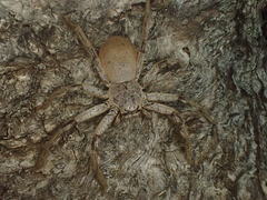 Isopedella saundersi