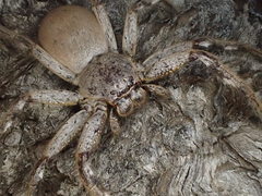 Isopedella saundersi