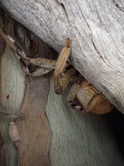 Isopedella saundersi