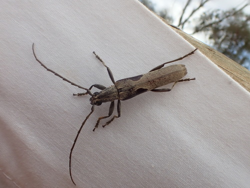 Uracanthus griseus