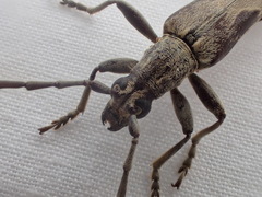 Uracanthus griseus