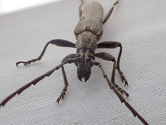 Uracanthus griseus