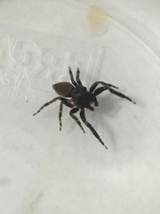 Coryphasia nigriventris