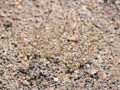 Nemacladus sigmoideus