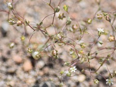 Nemacladus sigmoideus