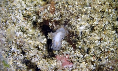 Acotylea