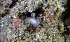 Acotylea