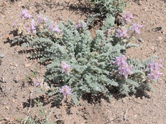 Astragalus andersonii