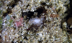 Acotylea