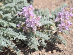 Astragalus andersonii