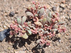Calyptridium roseum