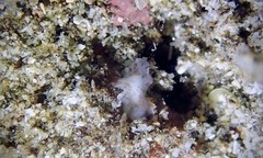 Acotylea
