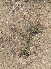 Camissonia parvula