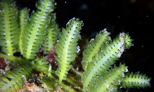 Caulerpa taxifolia observed 2021-11-21