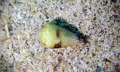 Conus nanus