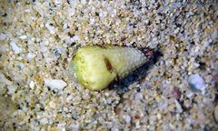 Conus nanus