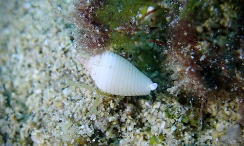 Imbricaria punctata observed 2021-11-21