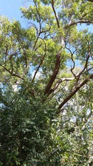 Angophora subvelutina