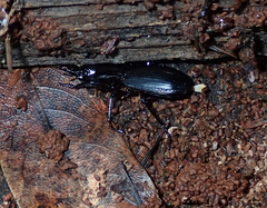 Pterostichus lama