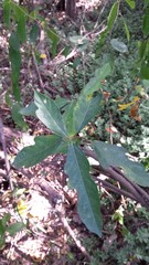 Ficus fraseri