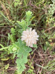 Lasiosiphon calocephalus