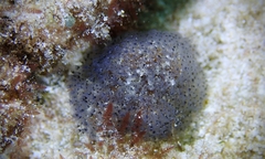 Entoprocta