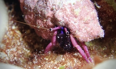 Calcinus haigae
