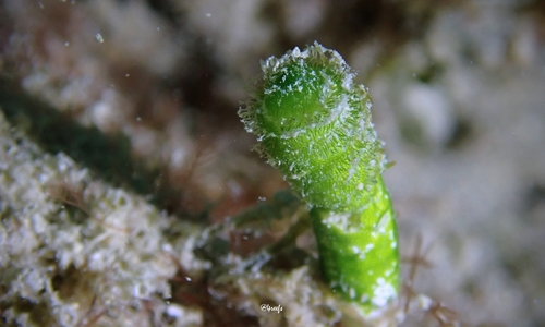 Neomeris annulata observed 2021-11-25
