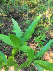 Quercus iltisii