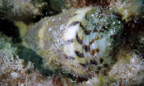 Conus planorbis observed 2021-11-25