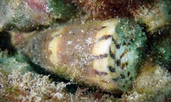 Conus planorbis