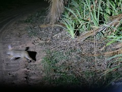 Sylvilagus brasiliensis