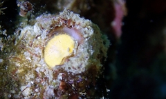 Thylacodes variabilis