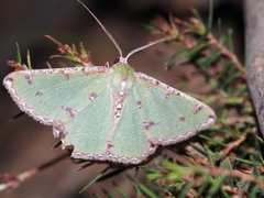 Eucyclodes buprestaria