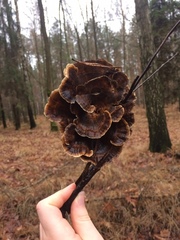 Trametes