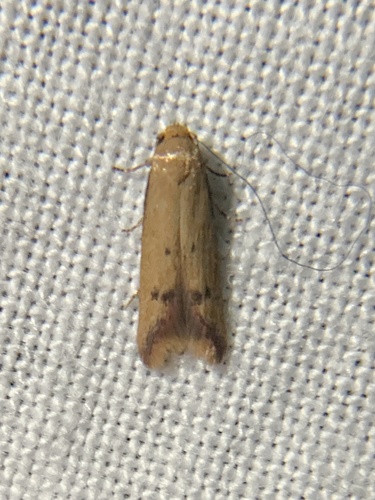 Tachystola hemisema photo 2