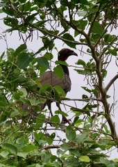 Penelope ochrogaster