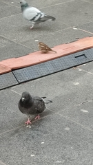 Columba livia