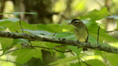 Vireo leucophrys