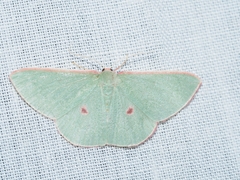 Chlorocoma cadmaria