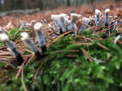 Xylaria