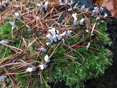 Xylaria