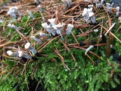 Xylaria