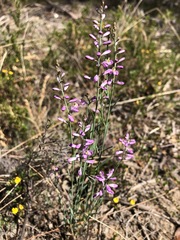 Comesperma calymega