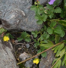 Potentilla gelida