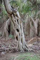 Ficus pertusa